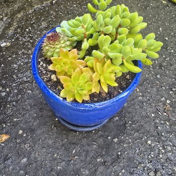 Sunflower Farms - Succulents I picked to go into my pot, they even potted them for me. - Nurseries & Gardening Near Me - Torrance, California Sunflower Farms - Succulents I picked to go into my pot, they even potted them for me. - Nurseries & Gardening Near Me - Torrance, California