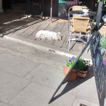 Chloe's Espresso - The best dog ever - Coffee & Tea Near Me - London, XGL
