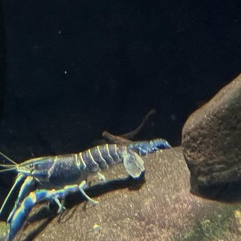 National Aquarium - Aquariums Near Me - Baltimore, Maryland National Aquarium - Aquariums Near Me - Baltimore, Maryland