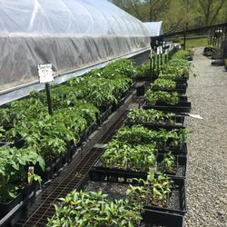 Eltzroth and Thompson Greenhouses - Most of the row consists of different tomato varieties!