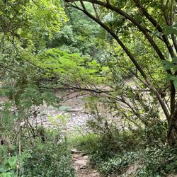Bicentennial Park - Nice view of the Harpeth River