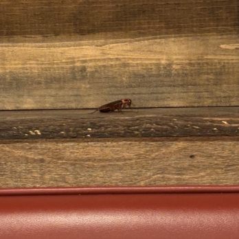 Oishi Sushi - Cockroach that came inside the restaurant - Japanese Near Me - Glendale, California Oishi Sushi - Cockroach that came inside the restaurant - Japanese Near Me - Glendale, California