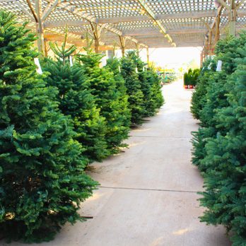 Star Nursery - Nurseries & Gardening Near Me - Mohave Valley, Arizona Star Nursery - Nurseries & Gardening Near Me - Mohave Valley, Arizona