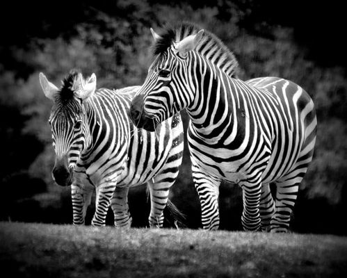 Woodland Park Zoo by null