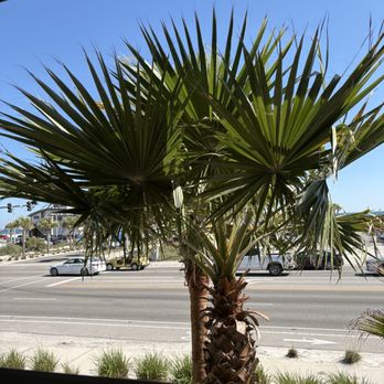 The Catch - View out front - Seafood Near Me - Gulf Shores, Alabama The Catch - View out front - Seafood Near Me - Gulf Shores, Alabama