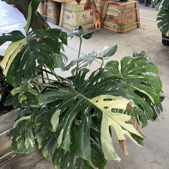 Terra Bella Nursery - Nurseries & Gardening Near Me - San Diego, California Terra Bella Nursery - Nurseries & Gardening Near Me - San Diego, California