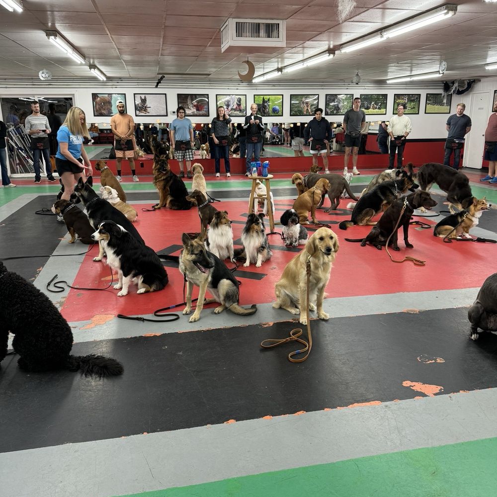 First Friends K-9 - Novice class graduates - Pet Services Near Me - Fishers, Indiana First Friends K-9 - Novice class graduates - Pet Services Near Me - Fishers, Indiana