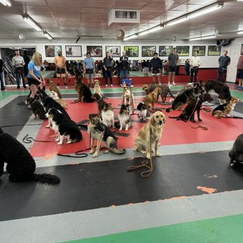 First Friends K-9 - Novice class graduates - Pet Services Near Me - Fishers, Indiana First Friends K-9 - Novice class graduates - Pet Services Near Me - Fishers, Indiana
