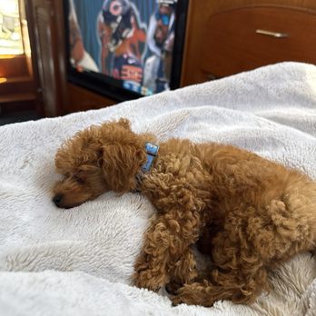 Chloes Teacup Poodles - Not too interested in pre season football unfortunately! - Pet Adoption Near Me Chloes Teacup Poodles - Not too interested in pre season football unfortunately! - Pet Adoption Near Me