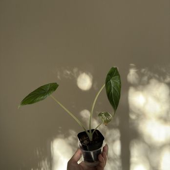 The Plant Sitter - Alocasia maharani - Nurseries & Gardening Near Me - San Jose, California The Plant Sitter - Alocasia maharani - Nurseries & Gardening Near Me - San Jose, California
