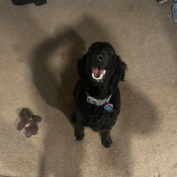 Dog River Pet Supplies - April the bernedoodle