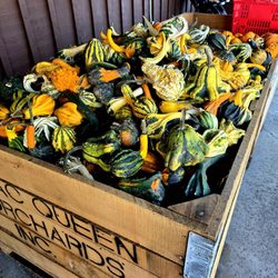 MacQueen's Orchard - Various Gourds