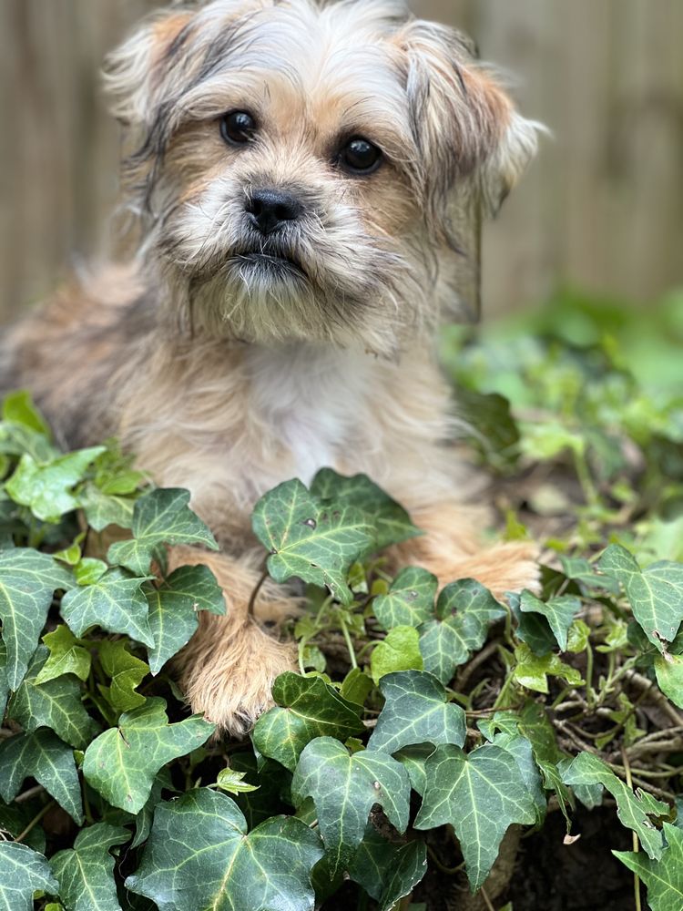 INNER KNOWING CANINE CONNECTIONS Asheville, North Carolina Pet