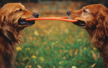 Pet Boarding - Taking a vacation? Heading out on a road trip? Bring your pet here to stay while your away! Pet Boarding - Taking a vacation? Heading out on a road trip? Bring your pet here to stay while your away!