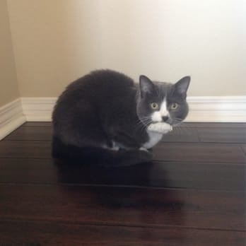 PAWsome Pet Sitter - This is Mittens, Tina is great at giving her the sub-q fluids she needs! - Pet Sitting Near Me PAWsome Pet Sitter - This is Mittens, Tina is great at giving her the sub-q fluids she needs! - Pet Sitting Near Me