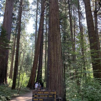 Calaveras Big Trees State Park - Parks Near Me - Arnold, California Calaveras Big Trees State Park - Parks Near Me - Arnold, California