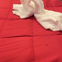 Mouse poop