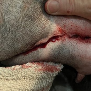 Vest - This is what glueing after their C-section looks like.\ - Emergency Pet Hospital Near Me - Virginia Beach, Virginia Vest - This is what glueing after their C-section looks like.\ - Emergency Pet Hospital Near Me - Virginia Beach, Virginia