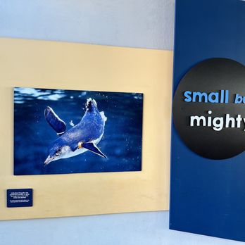 Birch Aquarium - Images of the blue penguin - Aquariums Near Me - La Jolla, California