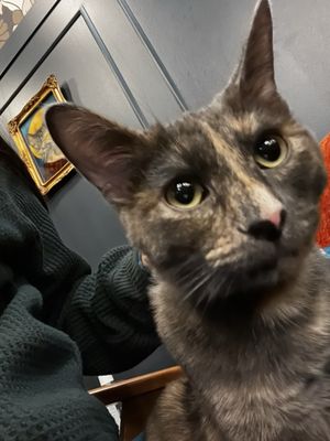 Catzen Coffee by null