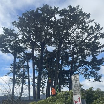 Jorge's Tree Service - another day at work.. - Tree Services Near Me - San Rafael, California Jorge's Tree Service - another day at work.. - Tree Services Near Me - San Rafael, California