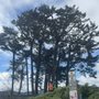 Photo of Jorge's Tree Service