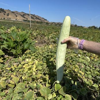 Tru2Earth Farm - Armenian Cucumber - Pick Your Own Farms Near Me - Gilroy, California Tru2Earth Farm - Armenian Cucumber - Pick Your Own Farms Near Me - Gilroy, California