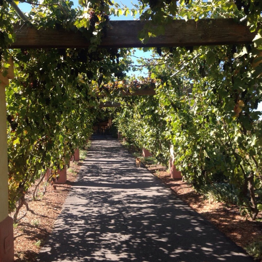 Castoro Cellars - Hung grapes - Wineries Near Me - Templeton, California Castoro Cellars - Hung grapes - Wineries Near Me - Templeton, California