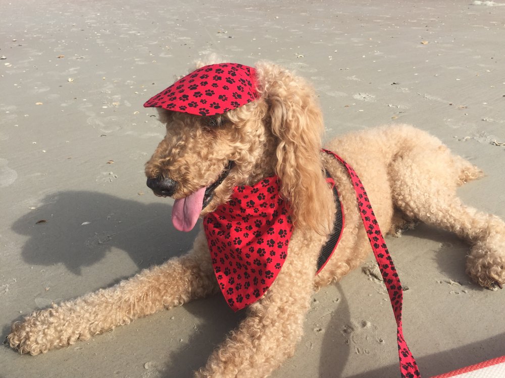 Doggie Styles Image