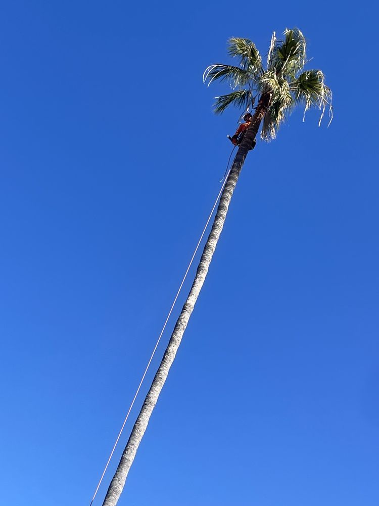 California Elite Tree Services & Maintenance - tree service in Los Angeles, CA