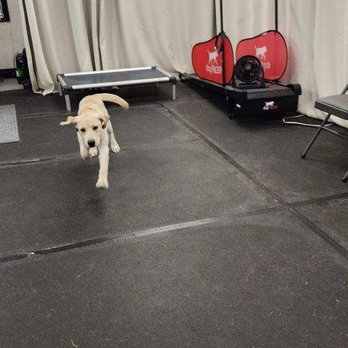 Ridgeside K9 - Pet Training Near Me - Bluemont, Virginia