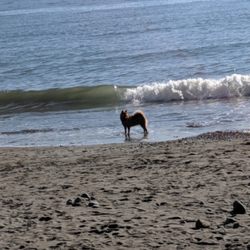 Psychic Readings by Katyanna Gabriel - Dog on Beach