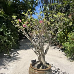 Desert rose Desert rose