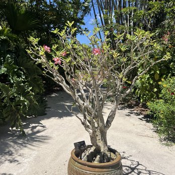 Mounts Botanical Garden - Desert rose - Botanical Gardens Near Me - West Palm Beach, Florida Mounts Botanical Garden - Desert rose - Botanical Gardens Near Me - West Palm Beach, Florida