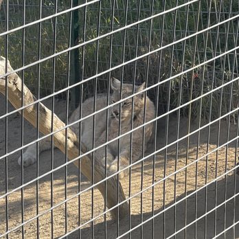 Project Survival's Cat Haven - Ivan the elder statesmen - Zoos Near Me - Dunlap, California