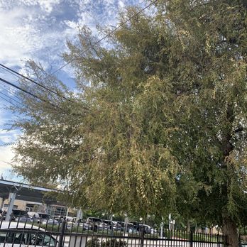 H & E Tree Service - Before - Tree Services Near Me H & E Tree Service - Before - Tree Services Near Me