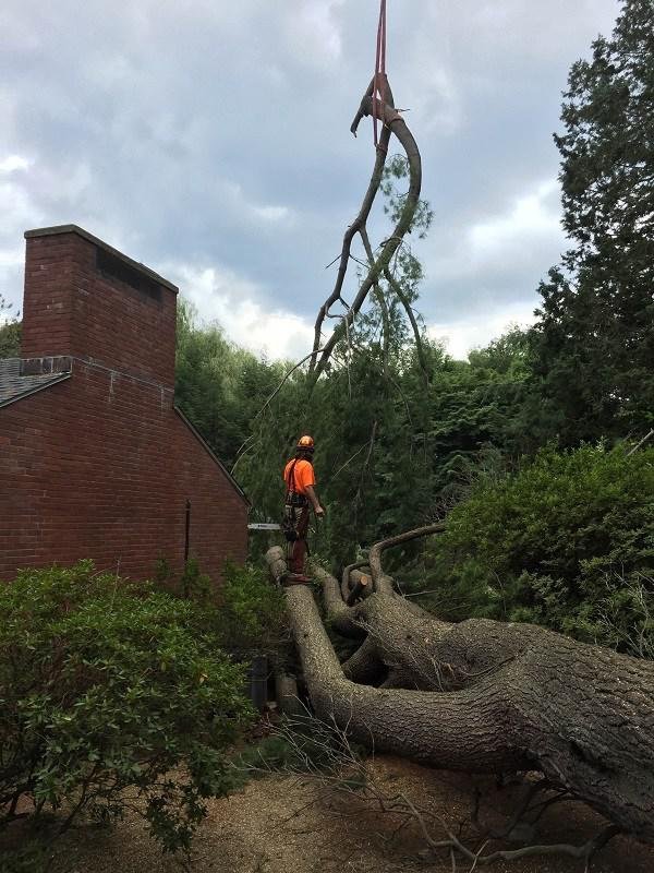 Kelley Tree Service - tree service in Beverly, MA