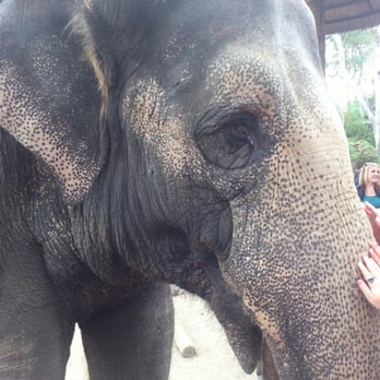 Six Flags Discovery Kingdom - So cute elephants!!! - Amusement Parks Near Me - Vallejo, California Six Flags Discovery Kingdom - So cute elephants!!! - Amusement Parks Near Me - Vallejo, California