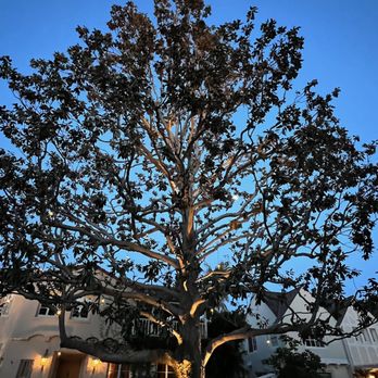 LRB Electric - beautifully lighted magnolia.  thank you, lrb!! - A large tree with extensive branches and dark green leaves is illuminated by outdoor landscape lighting at its base. The scene is set during twilight, with a clear blue sky overhead. Residential buildings with lit windows and exterior lights are visible in the background, indicating a suburban neighborhood setting. - Electricians Near Me