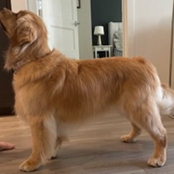 Groomingville - actually dry and feathers trimmed all pretty!! - Pet Groomers Near Me - Rockville, Maryland