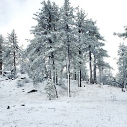Laguna Mountain Recreation Area
