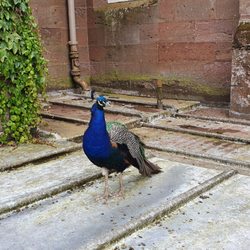Scone Palace
