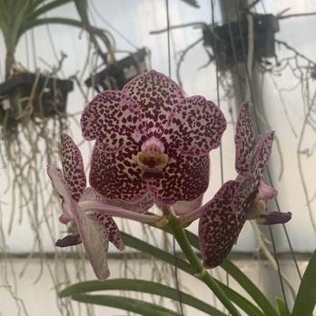 Formosa Orchid Nursery - Vanda orchid! - Nurseries & Gardening Near Me - Houston, Texas
