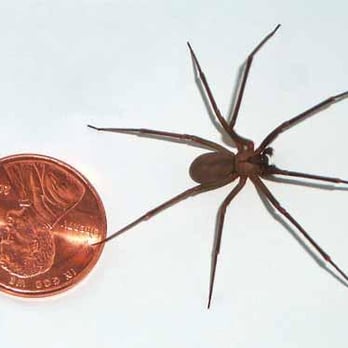 J & M Pest Control - Home Inspectors Near Me - El Paso, Texas J & M Pest Control - Home Inspectors Near Me - El Paso, Texas