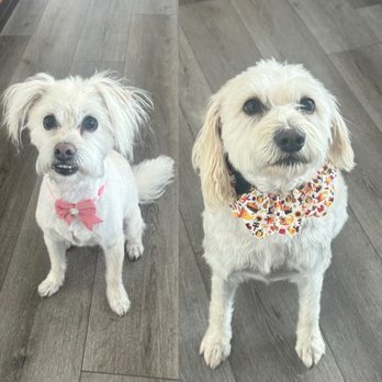 Jensen Canines - Pet Training Near Me - Orcutt, California Jensen Canines - Pet Training Near Me - Orcutt, California