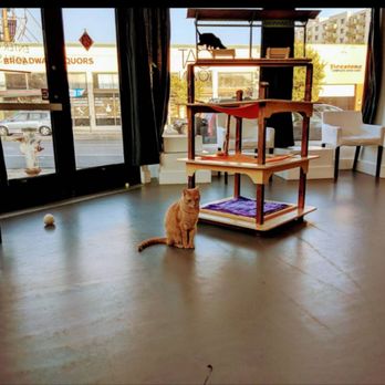 Cat Town - Animal Shelters Near Me - Oakland, California Cat Town - Animal Shelters Near Me - Oakland, California