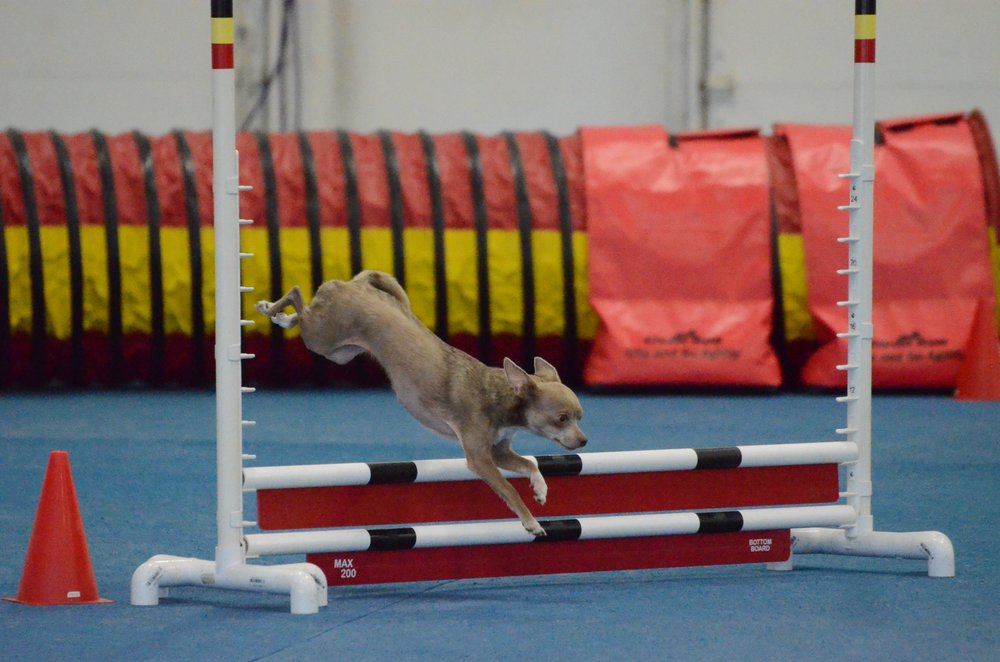 LOVING TOUCH PET SPA AND TRAINING Updated July 2024 27 Photos 515