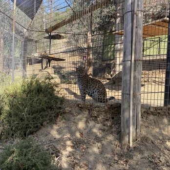 Project Survival's Cat Haven - Zoos Near Me - Dunlap, California