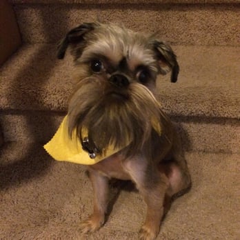 See Spot Clean - My handsome Louie, fresh from See Spot Clean. - Pet Groomers Near Me - Goodyear, Arizona See Spot Clean - My handsome Louie, fresh from See Spot Clean. - Pet Groomers Near Me - Goodyear, Arizona