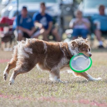 Angel Paws Massage - Lazer jumps so high after her massage! - Holistic Animal Care Near Me - Jupiter, Florida